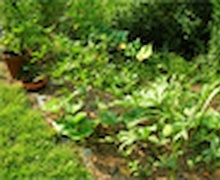 Монос цэцэглэхээс өмнө модоо тариарай