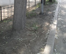 Шинэхэн ногоон зүлэг