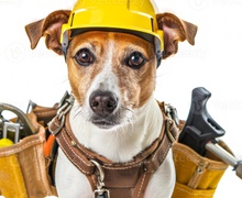 "Барилгачин нохой"-нууд