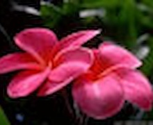 Цэцэгүүд юу өгүүлдэг вэ