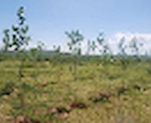 ‘Үндэсний цэцэрлэгт хүрээлэн’-д 6500 мод тарина