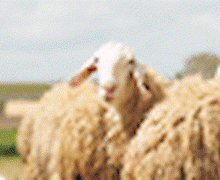 Хонины ноосон тусгаарлагч