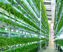 Хотын босоо ферм 