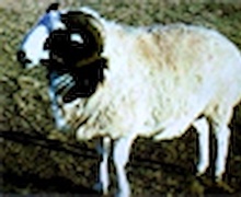 Хонины ноосоор барилгын материал үйлдвэрлэнэ