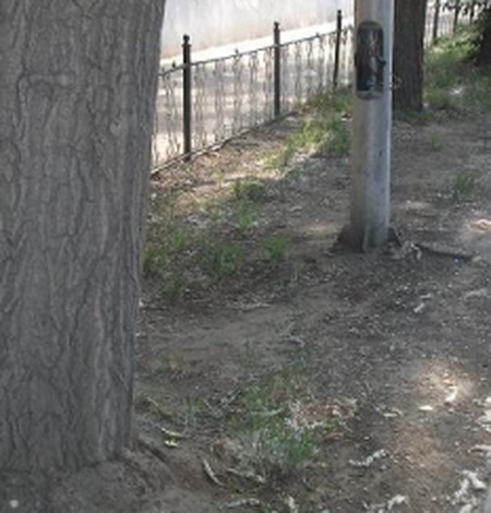 Шинэхэн ногоон зүлэг